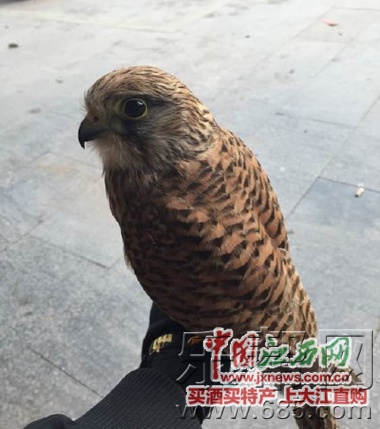 曝赣州寻乌有人盗猎国家保护动物红隼,警方称嫌疑人已被抓 曝赣州寻乌有人盗猎国家保护动物红隼,警方称嫌疑人已被抓