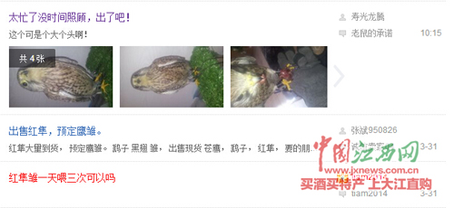曝赣州寻乌有人盗猎国家保护动物红隼,警方称嫌疑人已被抓 曝赣州寻乌有人盗猎国家保护动物红隼,警方称嫌疑人已被抓