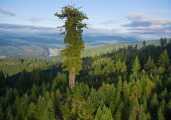 大树界的一枚姚明君!巨树高115.5米刷新世界纪录