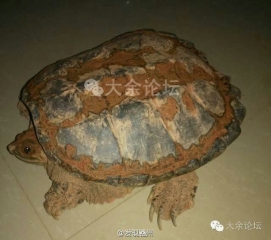 大余发现巨型乌龟！据说得有20年重10多斤！