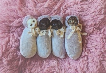 摄影师爸比给女儿和家里的4只小奶猫拍了一组照片！萌萌哒